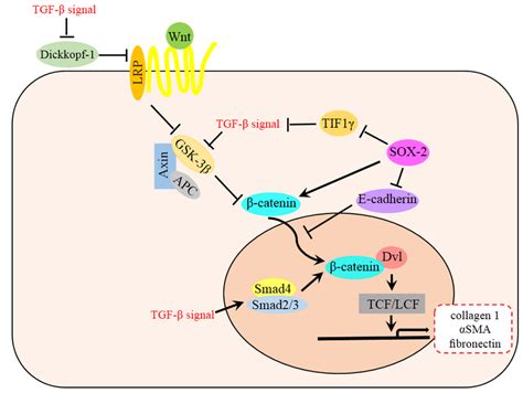 Relationship between Wnt and TGF-β signaling pathway in EMT. TGF-β... | Download Scientific Diagram