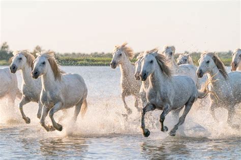 Exhilarating! Returning to the Camargue to Photograph the Beautiful ...