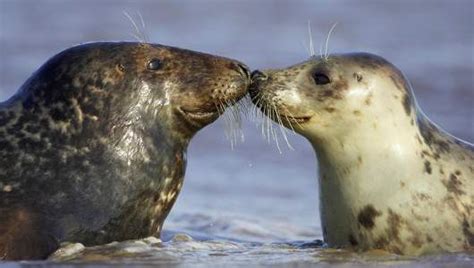 Amazing Facts about the Grey Seal | OneKindPlanet Animal Education