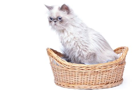 210+ Persian Kitten In A Basket Stock Photos, Pictures & Royalty-Free Images - iStock