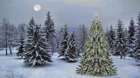 846 Christmas Background Outside - MyWeb