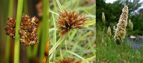 Grasses, Sedges and Rushes Identification – Natural History Society of ...