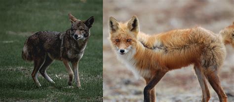 Fox vs. Coyote: How to Instantly Tell Them Apart