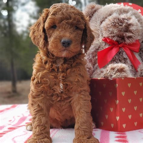 Goldendoodle Coat Colors – Everything You Need To Know | Mountain ...