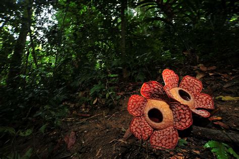 Where to Find the Rare & Heavy Rafflesia Flower