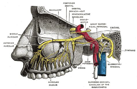 [Figure, Pterygopalatine Ganglion, Deep Petrosal Nerve,...] - StatPearls - NCBI Bookshelf