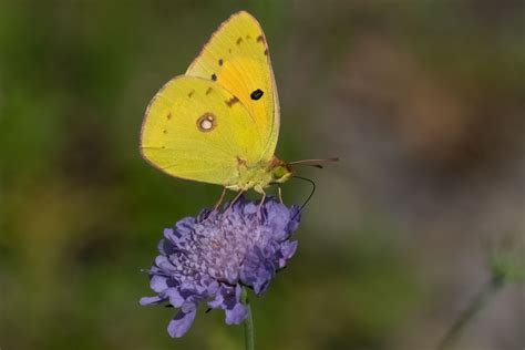 Colias croceus - Butterflies of Croatia