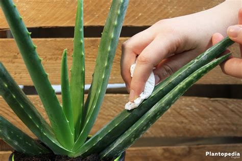 Aloe Vera Plant Care - Lean How to Grow Aloe Indoors - Plantopedia