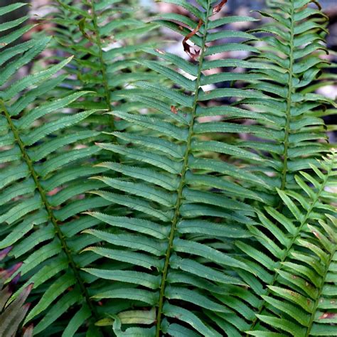 Hardy evergreen ferns for any spot in the garden | Bestall & Co