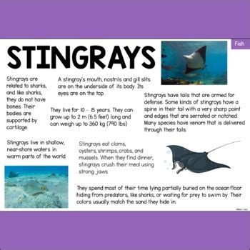 Stingray Animal Fact Sheet - Diet, Habitat, Size, Features etc - Fish