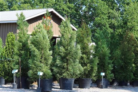 Evergreen Trees – Scottsdale Farms