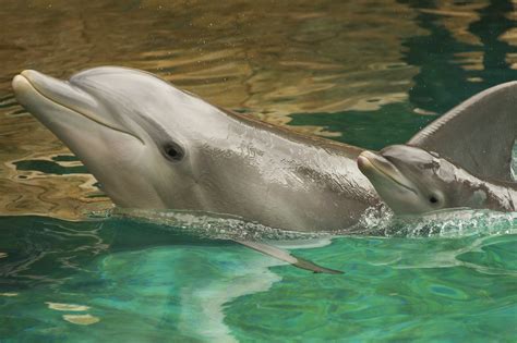 Discovery Cove: It's a baby dolphin boom - Orlando Sentinel