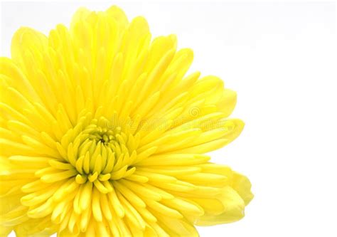 Yellow Carnation stock photo. Image of flora, garden, nature - 685664
