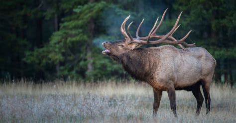 Elk Size Comparison: The Biggest Deer? - IMP WORLD