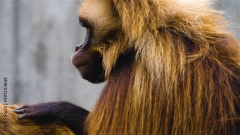 Close up of male baboon mating with a female. Stock Video | Adobe Stock