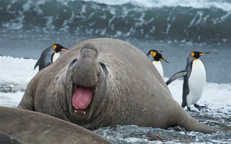 Southern Elephant Seal (Mirounga leonina) and King Penguins ...