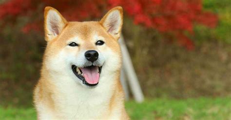 Shiba Inu Dog Breed Information - Wonderful Watchdog or Perfect Pet?