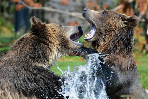 2 Black Brown Bear on Body of Water · Free Stock Photo