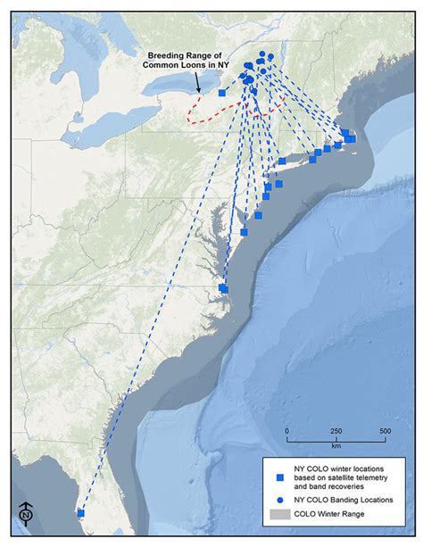 Migration — Adirondack Center for Loon Conservation