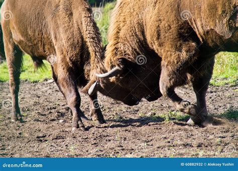 Fight bison. stock photo. Image of large, mammal, shaggy - 60882932