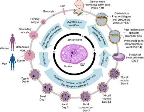 Stages Of Cell Development