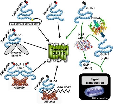 Exenatide Mechanism Of Action