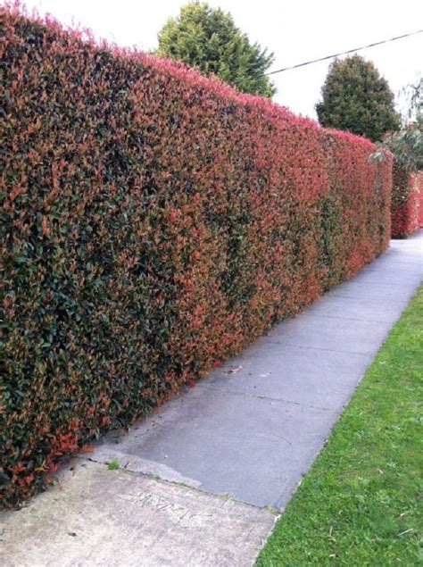 Top 10 Best Plants for Hedges and How to Plant Them | Garden hedges, Hedges landscaping, Privacy ...