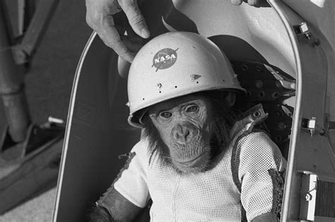 Nasa Monkeys In Space