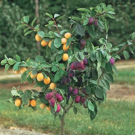 Stark® Custom Graft® 2-N-1 Plum - Plum Trees - Stark Bro's