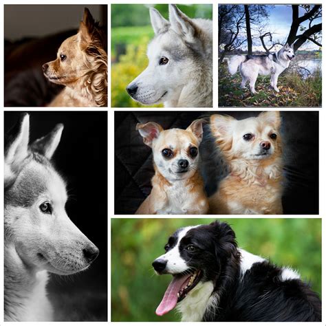 A few dogs | A few of the family pets I have taken shots of.… | Stephen Bowler | Flickr