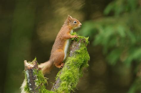 Red Squirrels - Paul Miguel Wildlife Photography