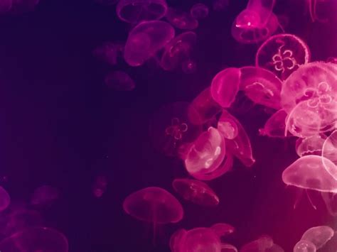 Pink Jellyfish Wallpapers - Wallpaper Cave