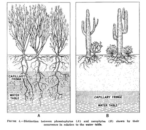 Phreatophytes | Desert plants, Plant adaptations, Plant roots