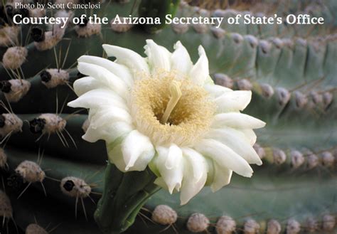 State Flower | Arizona State Library