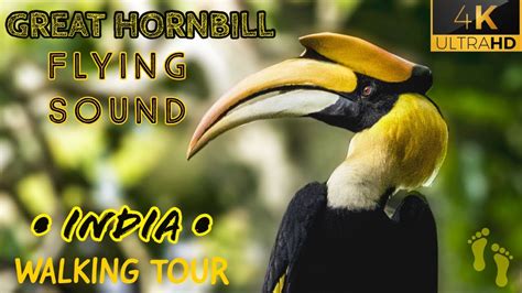 Sound of Great Hornbill Flying recorded at Nelliyampathy, Kerala/ 4K Walking in India/ZOOM H2n ...