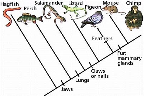 Anatomy of Animals