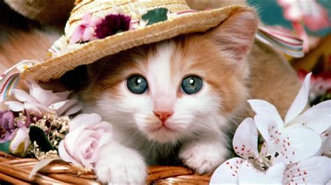 Cute Cat Profile Pictures For Facebook - YouTube