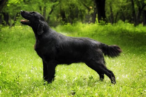 The Cutest Black Dog Breeds to Adopt in 2021 | Reader's Digest