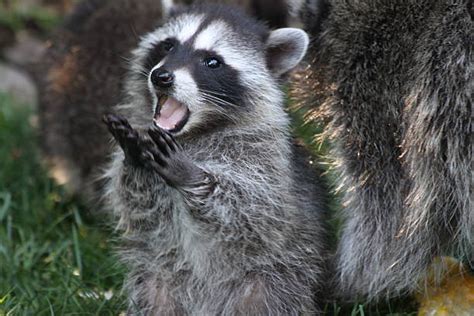 740+ Raccoon Eating Stock Photos, Pictures & Royalty-Free Images - iStock