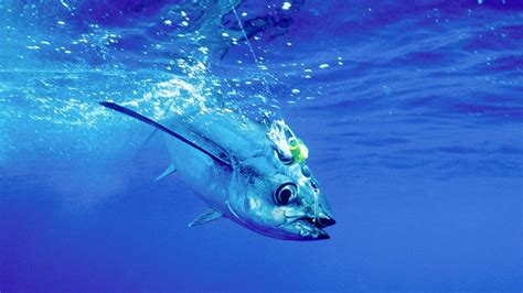 To Protect North Pacific Albacore Fishery, Management Organizations ...