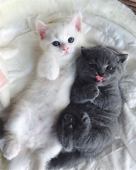 Gatito bebé blanco con gatito gris | Cute animals images, Kitten pictures, Cute animals