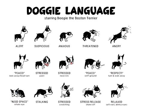 Body Language | Your Dog Has a Lot to Say! - Joyful Dog | Joyful Dog