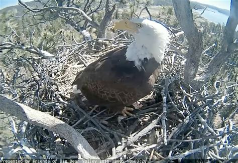 Baby bald eagle returns home after fall from nest | 89.3 KPCC