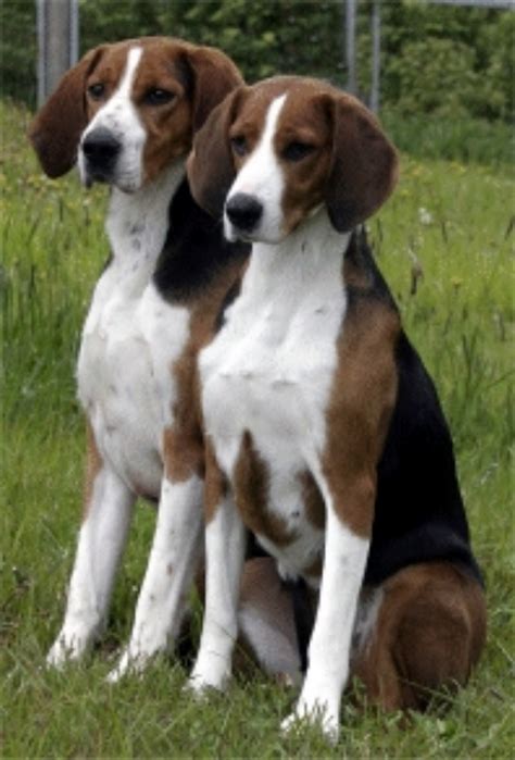 Finnish Hound Dog Breed Information, Images, Characteristics, Health