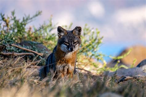 Advice from an Island Fox | Learn About Foxes on Channel Islands National Park