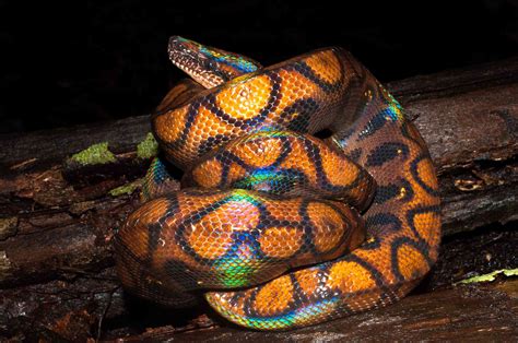 9 Gorgeous Snake Species Around the World