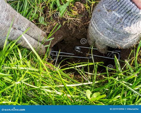 Gardener Sets Up a Mole Trap on the Lawn in Mole Hole. Step 4 by Step ...