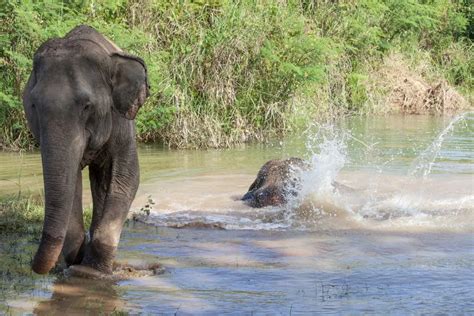 Elephant Sanctuary on World Elephant Day - Travel Begins at 40