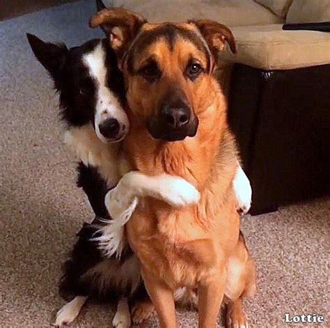 Rescue Dogs Hug When Asked “Who’s Your Best Friend?”