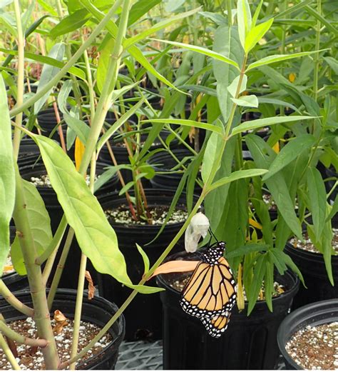 Butterfly & Native Plants – Native Growers Nursery